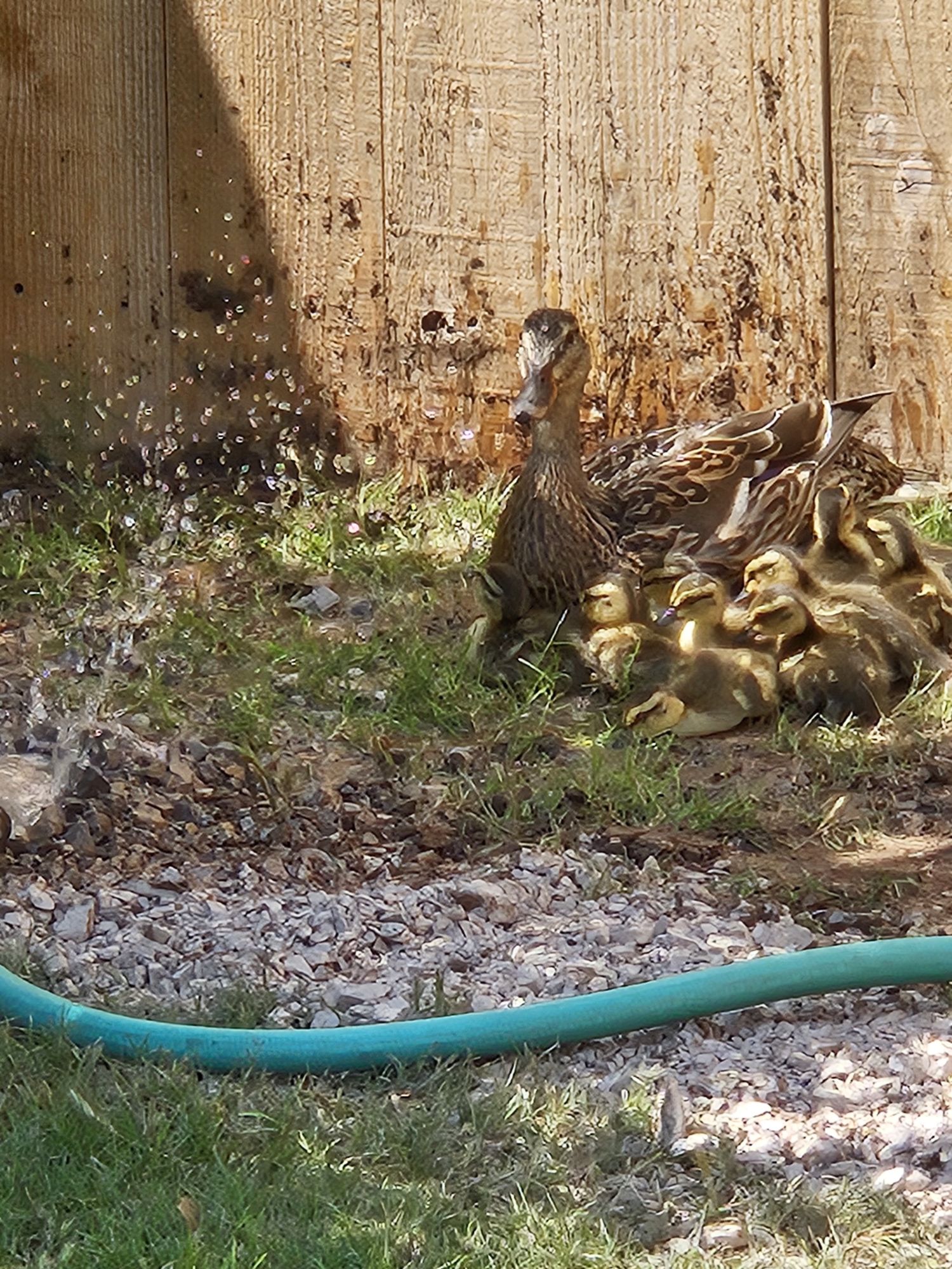 Duck Application Duck Work